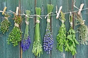 ayak tırnağı mantarını tedavi etmek için şifalı bitkiler