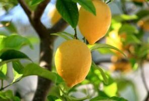 ayak mantarına limon